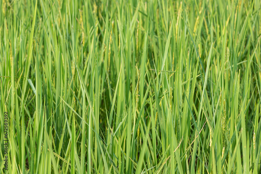 Rice seedlings in the rice field, ready for harvest. Rice seedlings in the rice field, ready for harvest.