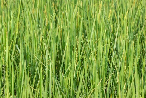 Rice seedlings in the rice field, ready for harvest.