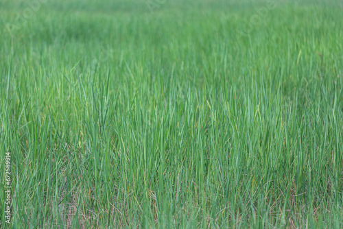 Green grass field in the countryside of Thailand. Background and texture.