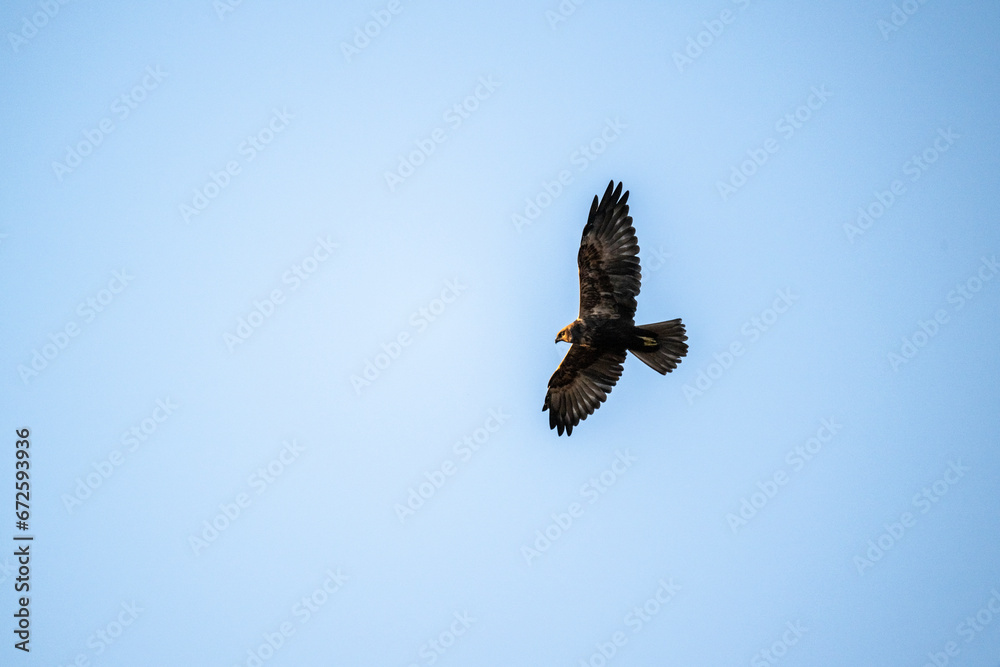 Fototapeta premium Brown marsh harrier in natural conditions hunts fish on a sunny autumn day on the river