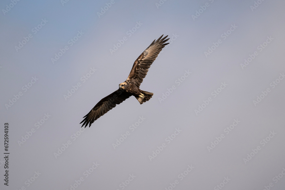Brown marsh harrier in natural conditions hunts fish on a sunny autumn day on the river Brown marsh harrier in natural conditions hunts fish on a sunny autumn day on the river