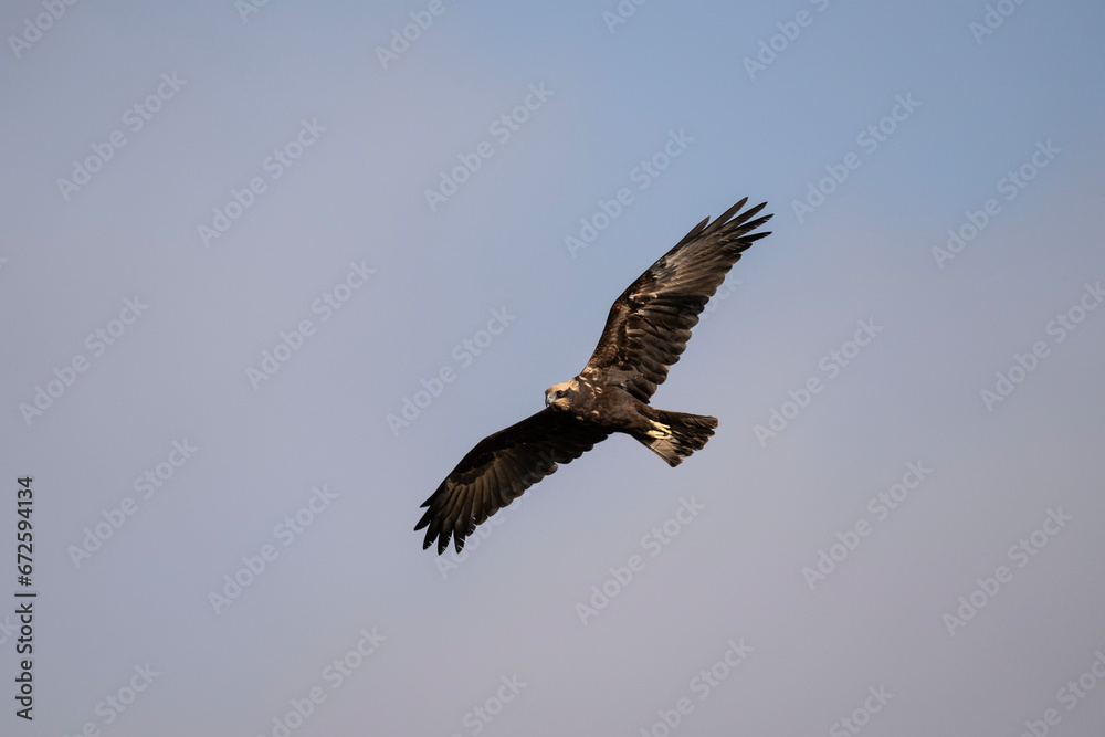 Brown marsh harrier in natural conditions hunts fish on a sunny autumn day on the river Brown marsh harrier in natural conditions hunts fish on a sunny autumn day on the river