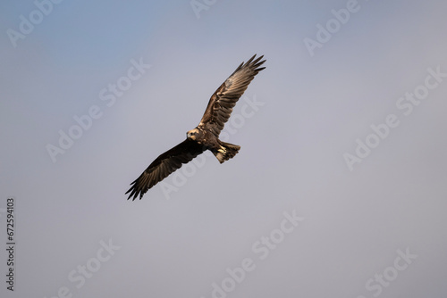 Brown marsh harrier in natural conditions hunts fish on a sunny autumn day on the river