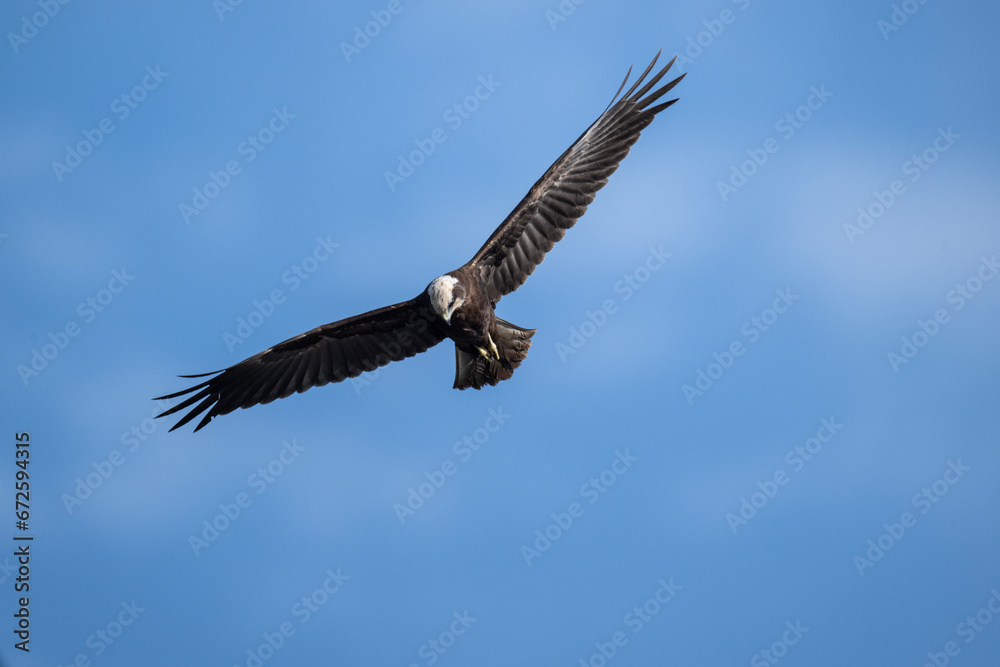 Brown marsh harrier in natural conditions hunts fish on a sunny autumn day on the river Brown marsh harrier in natural conditions hunts fish on a sunny autumn day on the river