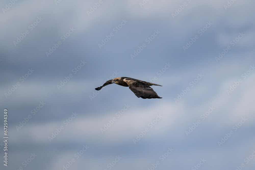 Brown marsh harrier in natural conditions hunts fish on a sunny autumn day on the river