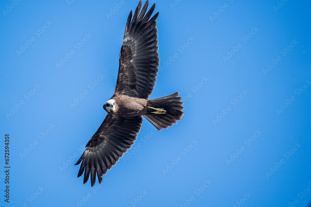 Fototapeta premium Brown marsh harrier in natural conditions hunts fish on a sunny autumn day on the river
