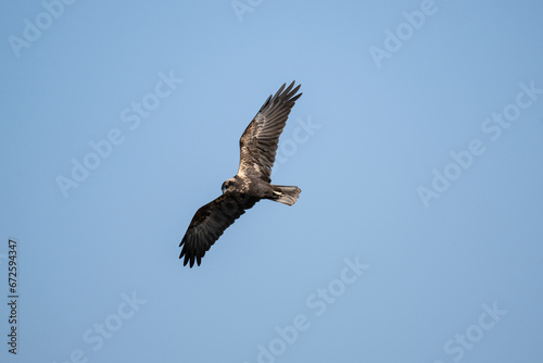 Brown marsh harrier in natural conditions hunts fish on a sunny autumn day on the river