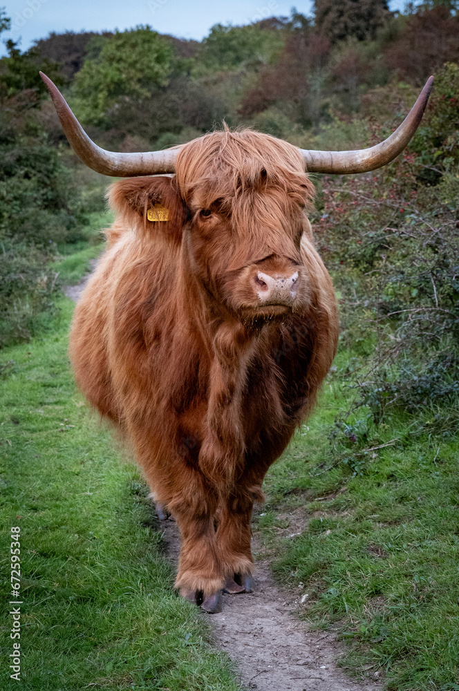Highland Cattle Highland Cattle