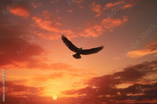 Eagle flying on the sunset time. 