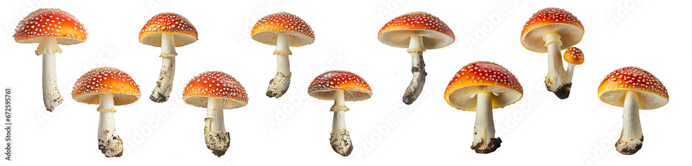 Amanita Muscaria  Mushrooms ( Fly Agaric ) collection isolated on transparent background.