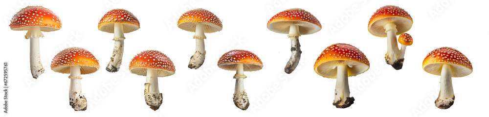 Amanita Muscaria Mushrooms ( Fly Agaric ) collection isolated on transparent background. Amanita Muscaria Mushrooms ( Fly Agaric ) collection isolated on transparent background.