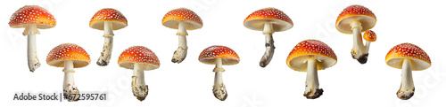 Amanita Muscaria  Mushrooms ( Fly Agaric ) collection isolated on transparent background. photo