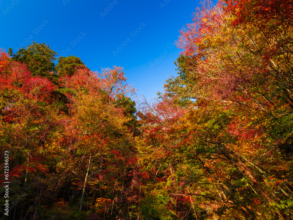 紅葉した山の木の葉　秋
