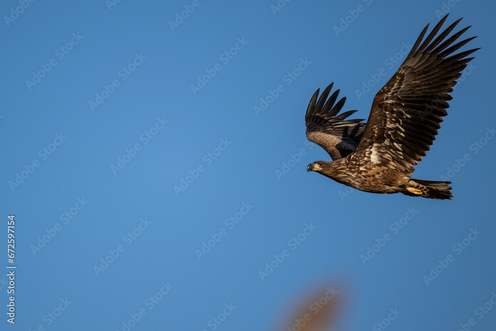 Fototapeta premium A white-tailed eagle in natural conditions hunts for fish on a sunny autumn day on the river