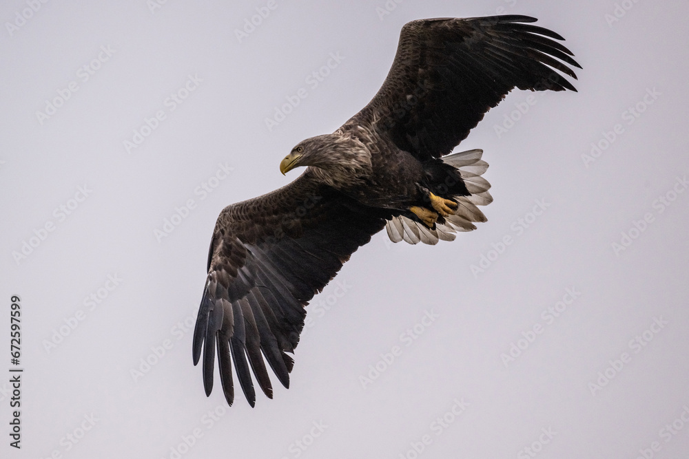 Fototapeta premium white-tailed eagle flies in the sky with its wings spread on a sunny autumn day over the river
