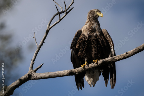 Canvas Print a white-tailed eagle sitting on a tree branch spreading its wings on a sunny aut