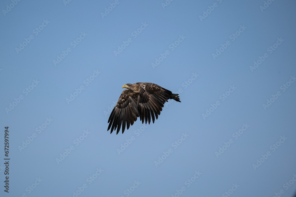 white-tailed eagle flies in the sky with its wings spread on a sunny autumn day over the river white-tailed eagle flies in the sky with its wings spread on a sunny autumn day over the river