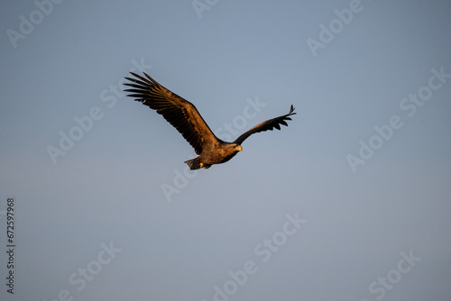 white-tailed eagle flies in the sky with its wings spread on a sunny autumn day over the river