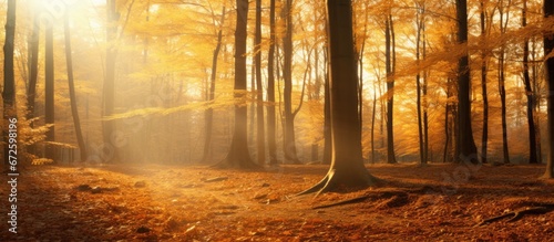 Sunbeams shining through a forest filled with golden autumnal hues