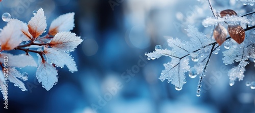 Luxurious winter background with frost and ice on tree branches with wilted leaves on blurred background