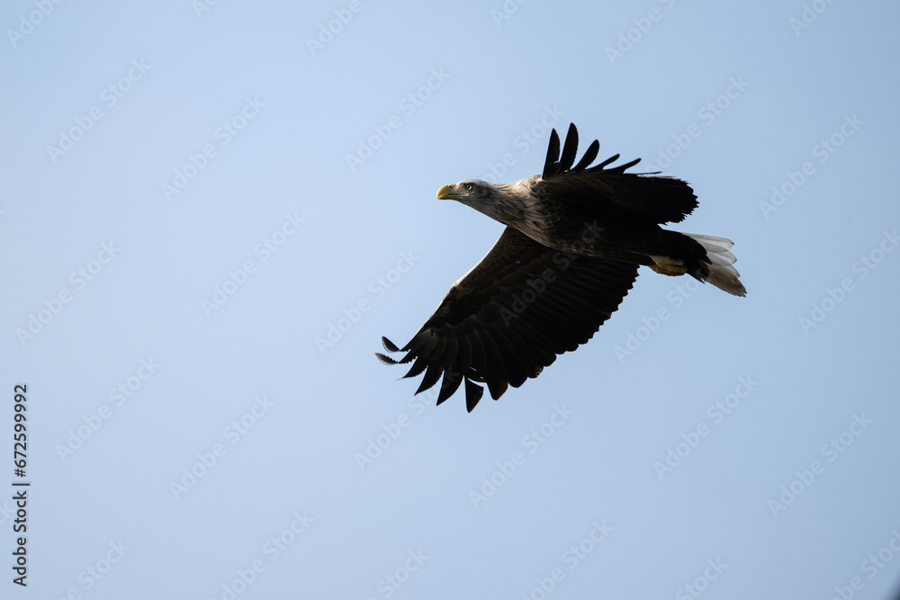white-tailed eagle flies in the sky with its wings spread on a sunny autumn day over the river white-tailed eagle flies in the sky with its wings spread on a sunny autumn day over the river
