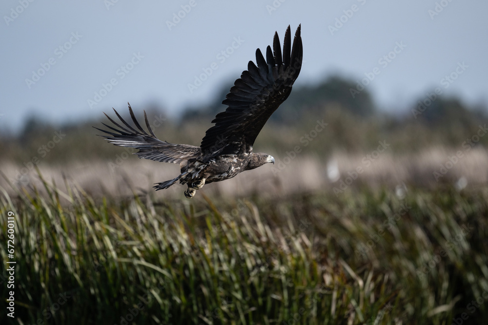 Fototapeta premium white-tailed eagle flies in the sky with its wings spread on a sunny autumn day over the river