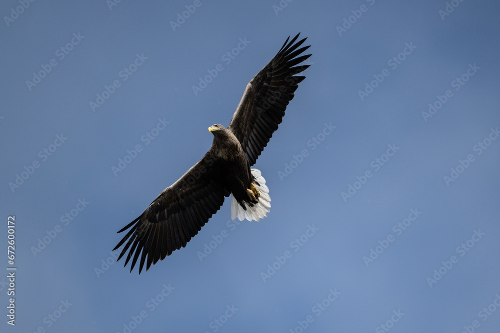 white-tailed eagle flies in the sky with its wings spread on a sunny autumn day over the river white-tailed eagle flies in the sky with its wings spread on a sunny autumn day over the river