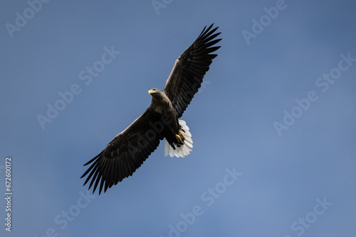 white-tailed eagle flies in the sky with its wings spread on a sunny autumn day over the river © константин константи