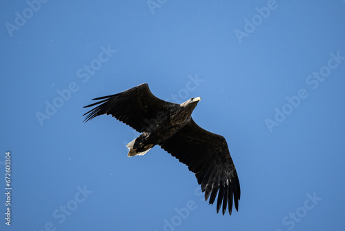 white-tailed eagle flies in the sky with its wings spread on a sunny autumn day over the river