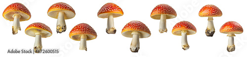 Amanita Muscaria Mushrooms ( Fly Agaric ) collection isolated on transparent background.