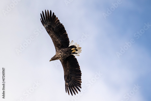 white-tailed eagle flies in the sky with its wings spread on a sunny autumn day over the river