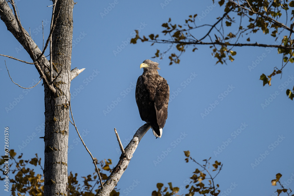 a white-tailed eagle sitting on a tree branch spreading its wings on a sunny autumn day