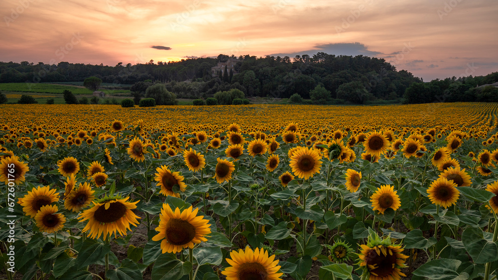 Obraz premium Sunflower field at sunset in Provence, France