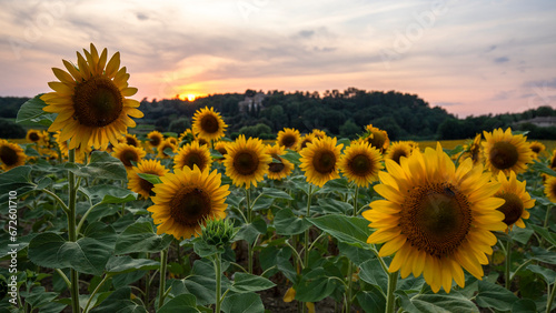 Fototapeta Naklejka Na Ścianę i Meble -  Sunflower field at sunset in Provence, France