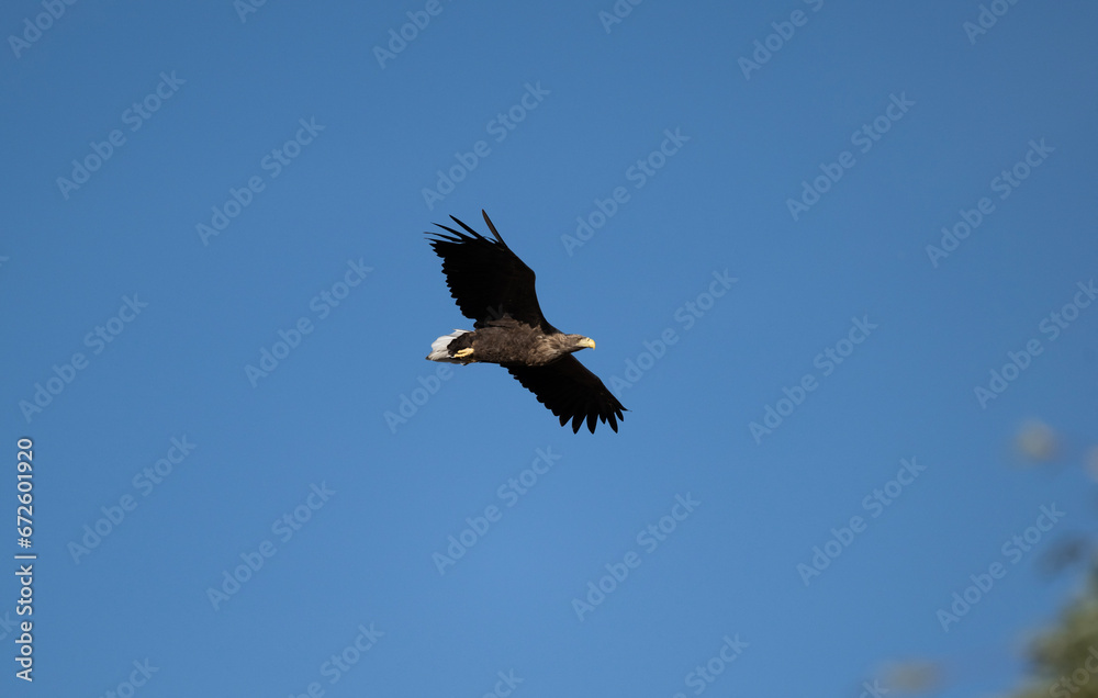 a white-tailed eagle soaring in the air with its wings spread on a sunny autumn day a white-tailed eagle soaring in the air with its wings spread on a sunny autumn day