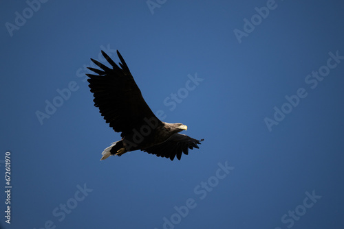 a white-tailed eagle soaring in the air with its wings spread on a sunny autumn day © константин константи