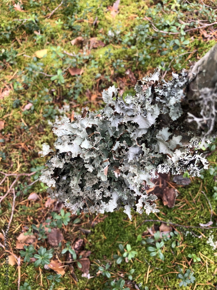 gray forest lichen growing on a tree trunk, abstract background gray forest lichen growing on a tree trunk, abstract background
