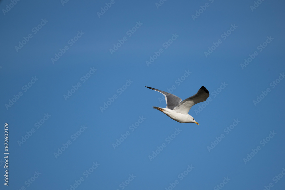 Obraz premium a white-tailed eagle soaring in the air with its wings spread on a sunny autumn day