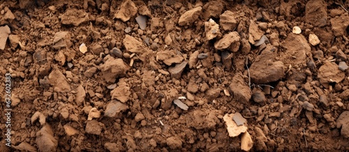 The ground soil texture is composed of brown soil mixed with tiny rocks
