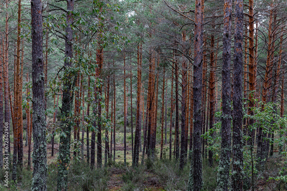 Naklejka premium Scots pine forest with melojo oak shoots. Pinus sylvestris. Quercus pyrenaica. Camposagrado Pine Forest, León, Spain.