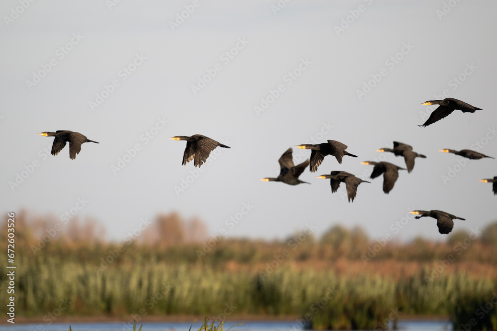 black cormorants fly in a flock on a sunny autumn day black cormorants fly in a flock on a sunny autumn day
