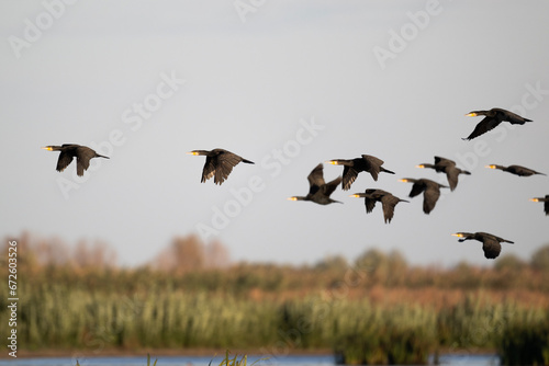 black cormorants fly in a flock on a sunny autumn day © константин константи
