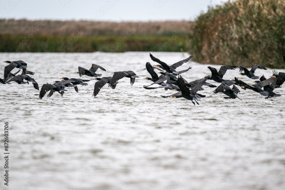 Fototapeta premium black cormorants fly in a flock on a sunny autumn day