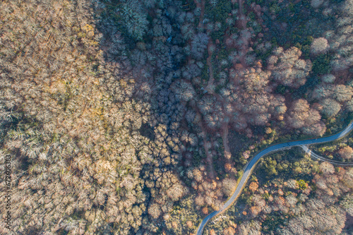 Overhead Zenithal drone aerial view of an oak forest in winter and a winding road