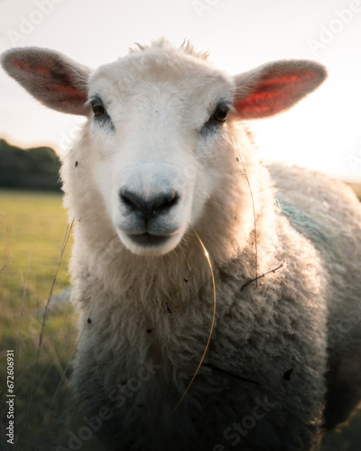 A sweet young lamb looks directly at you © harry