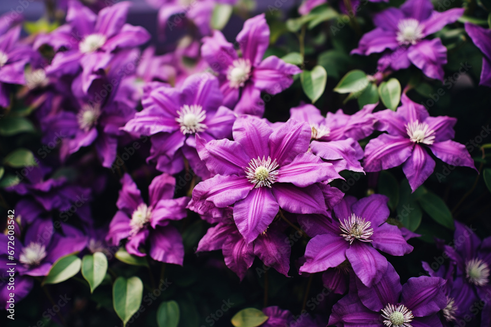 Bright purple clematis flowers in a fairy garden selective focus, aesthetic look