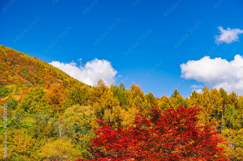 秋晴れの空と紅葉風景　乗鞍高原