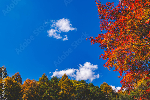 秋晴れの空と紅葉風景 乗鞍高原