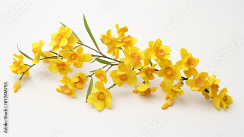 Yellow oncidium orchid flowers isolated on white background