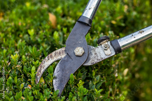 Trimming hedge row